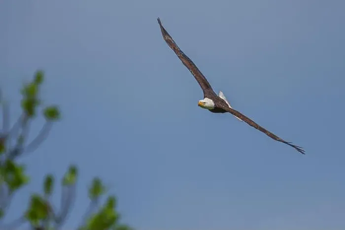 Framed Print : Bald Eagle flying Framed Print : Bald Eagle flying