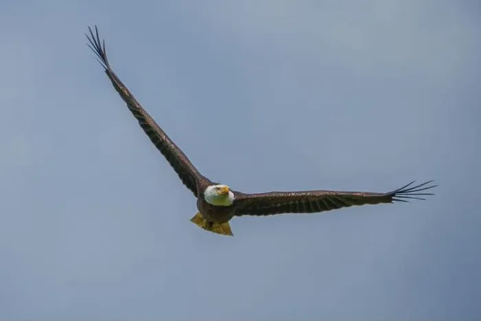 Framed Print : Bald Eagle flying Framed Print : Bald Eagle flying