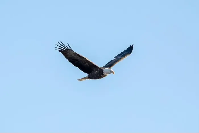 Framed Print : Bald eagle flying in the blue sky with wings in v shape on a January day in Iowa Framed Print : Bald eagle flying in the blue sky with wings in v shape on a January day in Iowa