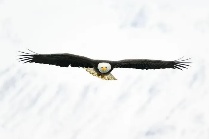 Framed Print : Bald Eagle Flying toward camera with snow covered mountains Framed Print : Bald Eagle Flying toward camera with snow covered mountains