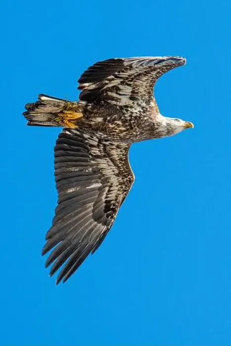 Framed Print : Bald Eagle flying juvenile / immature Haliaeetus leucocephalus underside with wings outstretched - wingspan & blue sky Framed Print : Bald Eagle flying juvenile / immature Haliaeetus leucocephalus underside with wings outstretched - wingspan & blue sky