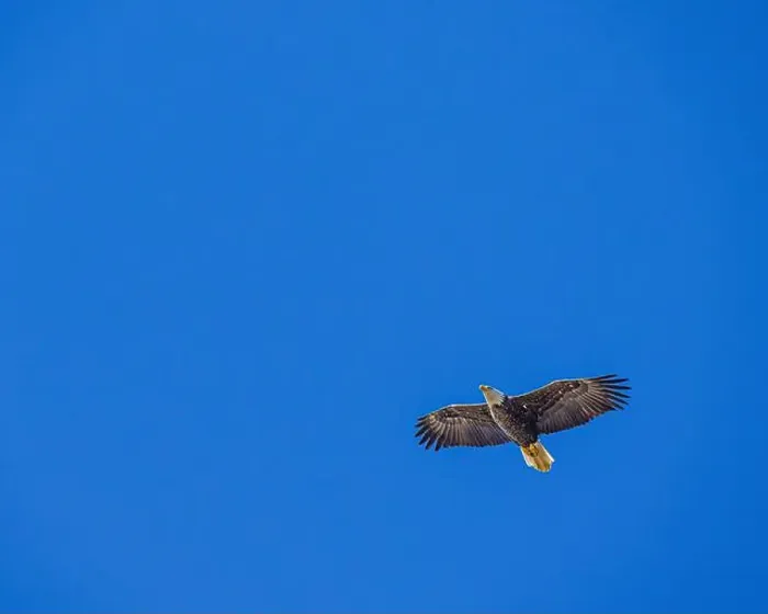 Framed Print : Bald Eagle flying juvenile / immature Haliaeetus leucocephalus underside with wings outstretched - wingspan & blue sky Framed Print : Bald Eagle flying juvenile / immature Haliaeetus leucocephalus underside with wings outstretched - wingspan & blue sky
