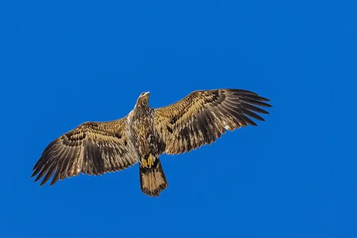 Framed Print : Bald Eagle flying juvenile / immature Haliaeetus leucocephalus underside with wings outstretched - wingspan & blue sky Framed Print : Bald Eagle flying juvenile / immature Haliaeetus leucocephalus underside with wings outstretched - wingspan & blue sky