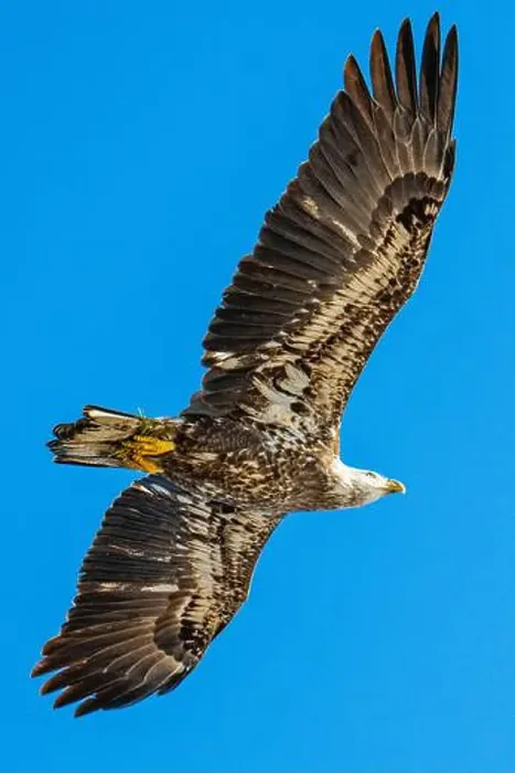 Framed Print : Bald Eagle flying juvenile / immature Haliaeetus leucocephalus underside with wings outstretched - wingspan & blue sky Framed Print : Bald Eagle flying juvenile / immature Haliaeetus leucocephalus underside with wings outstretched - wingspan & blue sky