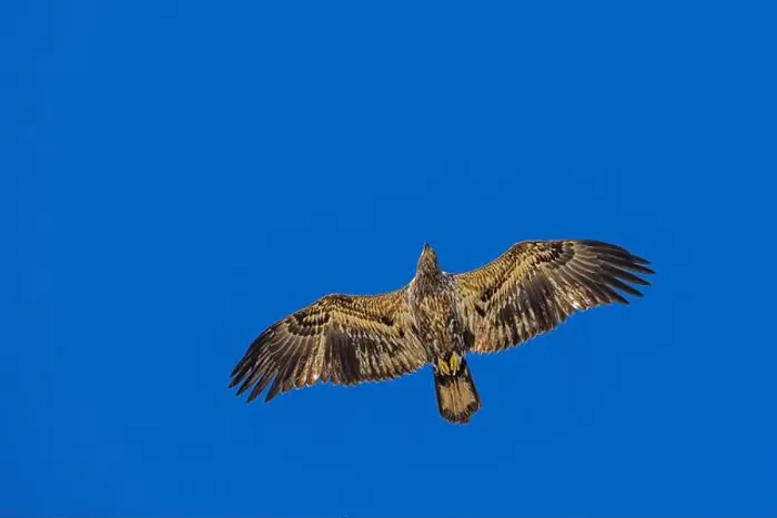 Framed Print : Bald Eagle flying juvenile / immature Haliaeetus leucocephalus underside with wings outstretched - wingspan & blue sky Framed Print : Bald Eagle flying juvenile / immature Haliaeetus leucocephalus underside with wings outstretched - wingspan & blue sky