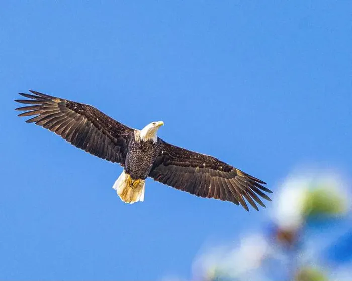 Framed Print : Bald Eagle flying mature Haliaeetus leucocephalus underside with wings outstretched - wingspan Framed Print : Bald Eagle flying mature Haliaeetus leucocephalus underside with wings outstretched - wingspan