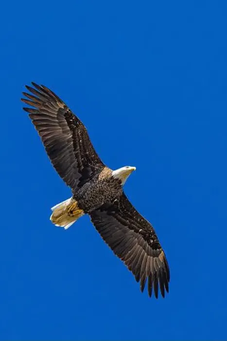 Framed Print : Bald Eagle flying mature Haliaeetus leucocephalus underside with wings outstretched - wingspan Framed Print : Bald Eagle flying mature Haliaeetus leucocephalus underside with wings outstretched - wingspan