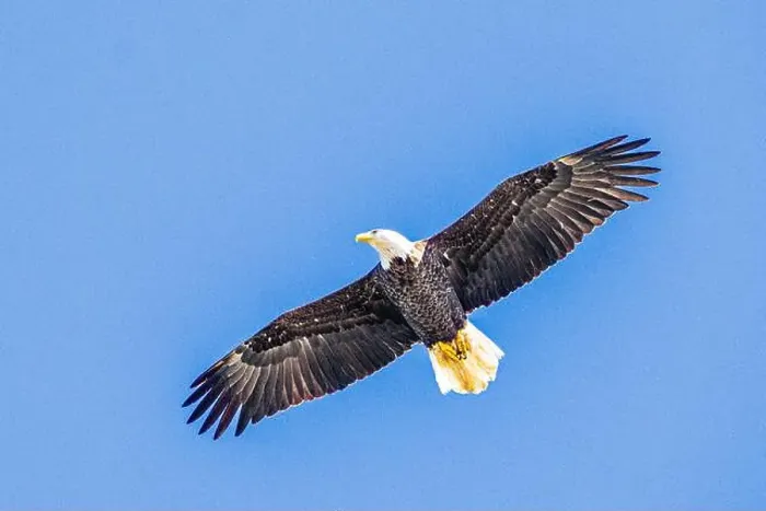 Framed Print : Bald Eagle flying mature Haliaeetus leucocephalus underside with wings outstretched - wingspan Framed Print : Bald Eagle flying mature Haliaeetus leucocephalus underside with wings outstretched - wingspan