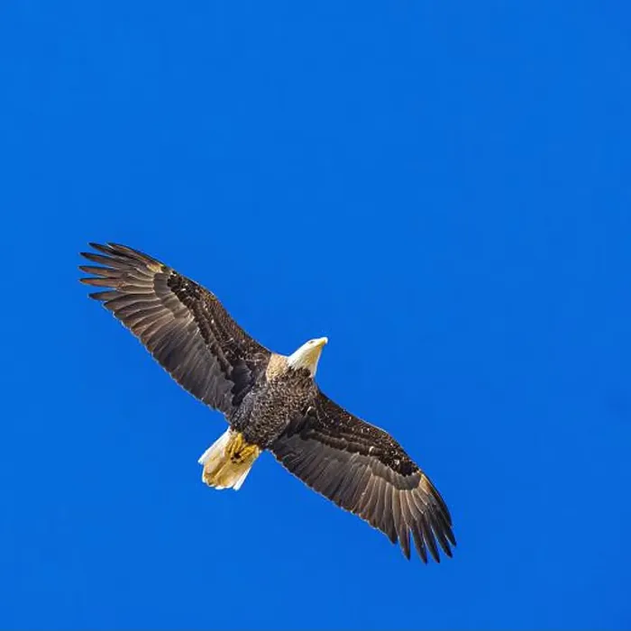 Framed Print : Bald Eagle flying mature Haliaeetus leucocephalus underside with wings outstretched - wingspan Framed Print : Bald Eagle flying mature Haliaeetus leucocephalus underside with wings outstretched - wingspan
