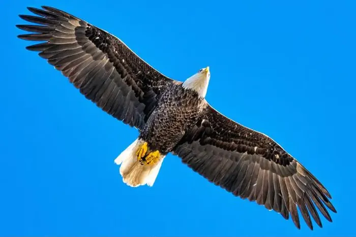 Framed Print : Bald Eagle flying mature Haliaeetus leucocephalus underside with wings outstretched - wingspan Framed Print : Bald Eagle flying mature Haliaeetus leucocephalus underside with wings outstretched - wingspan
