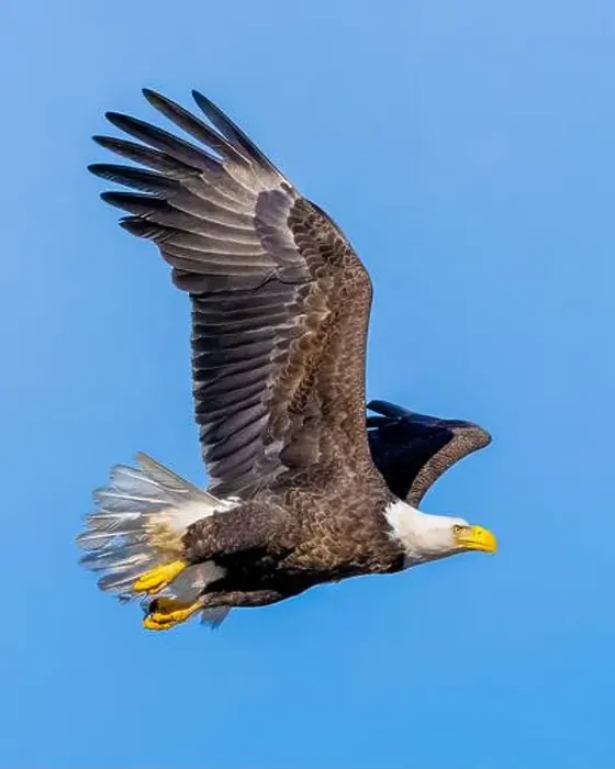 Framed Print : Bald Eagle flying mature Haliaeetus leucocephalus with wing beak head eye and talon detail - wingspan Framed Print : Bald Eagle flying mature Haliaeetus leucocephalus with wing beak head eye and talon detail - wingspan