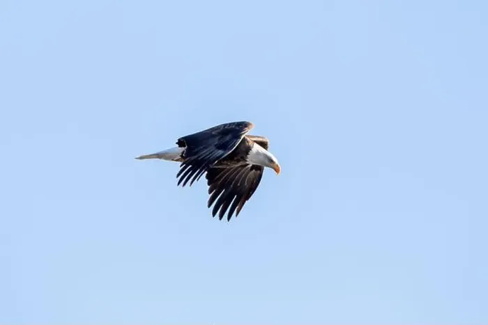 Framed Print : A bald eagle flying in the sky with wings close to its body on a winter day in Iowa Framed Print : A bald eagle flying in the sky with wings close to its body on a winter day in Iowa