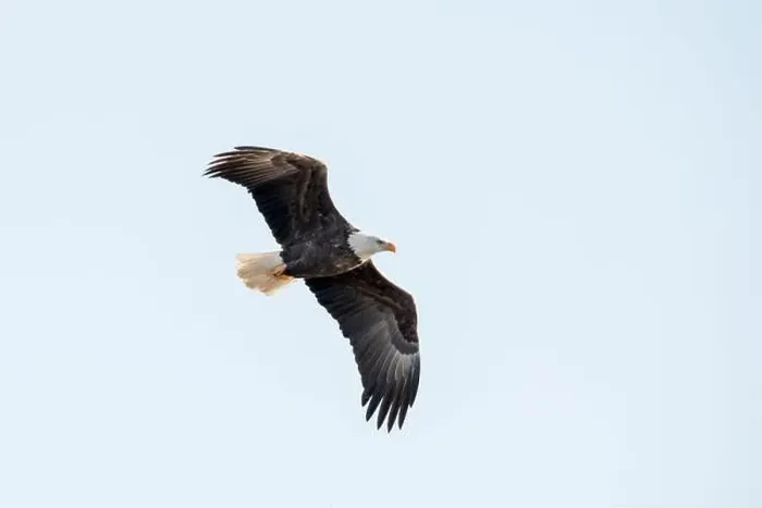 Framed Print : Bald eagle flying in the sky with wings in an m shape Framed Print : Bald eagle flying in the sky with wings in an m shape