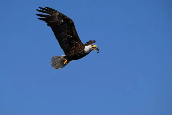 Framed Print : Bald Eagle (Haliaeetus leucocephalus) eating a Hake fish in flight in Cambell river Vancouver Island British Columbia Framed Print : Bald Eagle (Haliaeetus leucocephalus) eating a Hake fish in flight in Cambell river Vancouver Island British Columbia