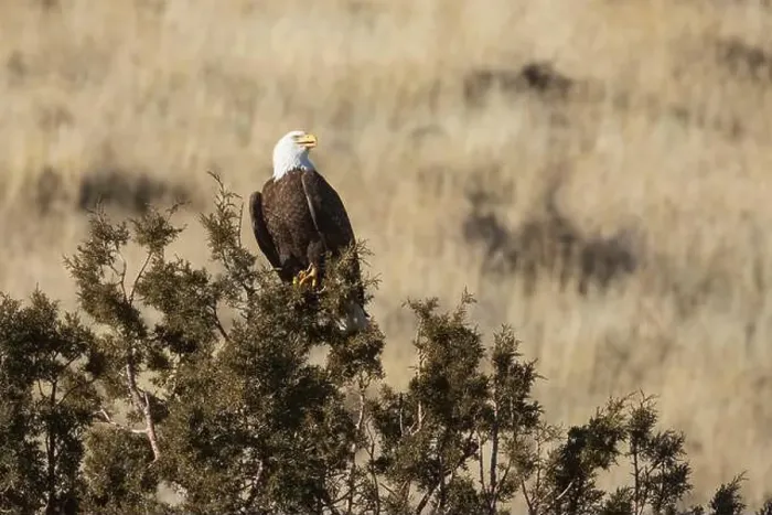 Framed Print : A bald eagle (Haliaeetus leucocephalus)