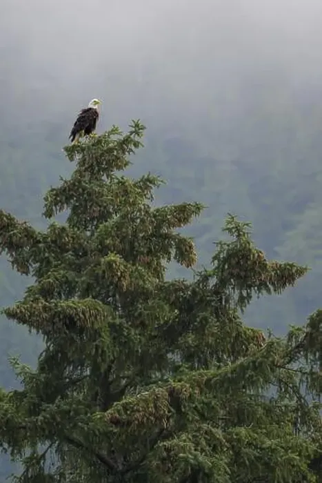 Framed Print : A bald eagle, Haliaeetus leucocephalus, perched on the top of a tall tree in a foggy forest, Alaska, USA, North America Framed Print : A bald eagle, Haliaeetus leucocephalus, perched on the top of a tall tree in a foggy forest, Alaska, USA, North America