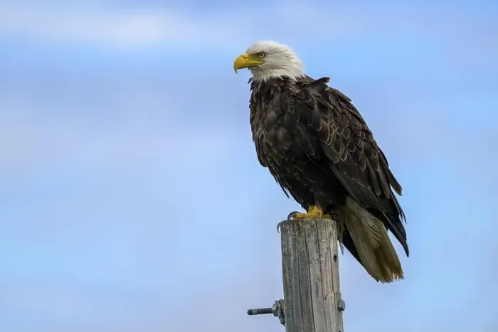 Framed Print : A bald eagle, Haliaeetus leucocephalus, perched on a post against a blue sky, Homer, Alaska, USA, North America Framed Print : A bald eagle, Haliaeetus leucocephalus, perched on a post against a blue sky, Homer, Alaska, USA, North America