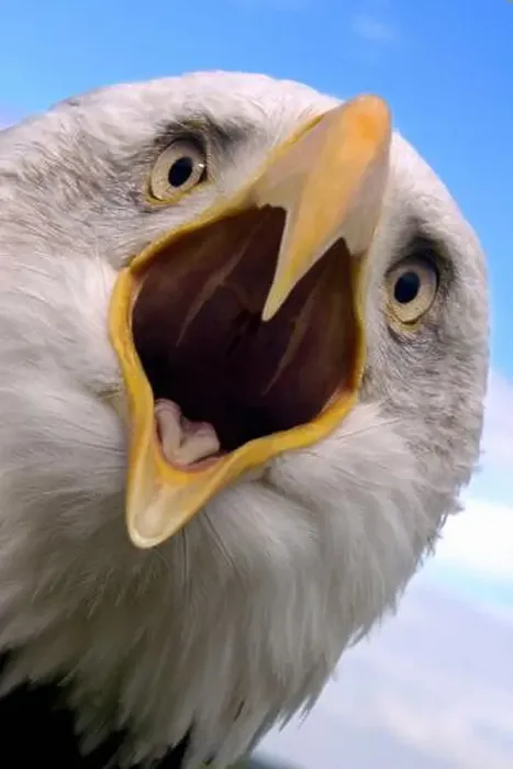 Framed Print : Bald eagle (Haliaeetus leucocephalus) calling Framed Print : Bald eagle (Haliaeetus leucocephalus) calling