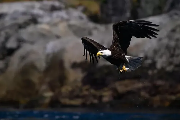 Framed Print : Bald Eagle (Haliaeetus leucocephalus) catching a Hake fish in Campbell River, Vancouver Island British Columbia Framed Print : Bald Eagle (Haliaeetus leucocephalus) catching a Hake fish in Campbell River, Vancouver Island British Columbia