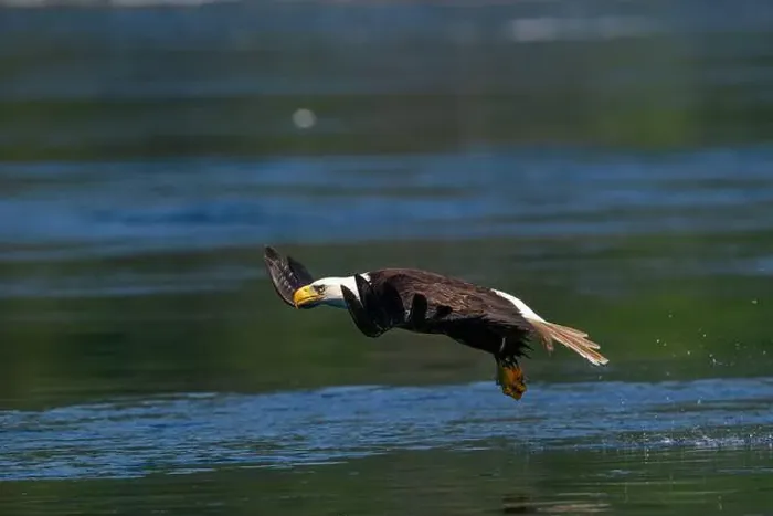 Framed Print : Bald Eagle (Haliaeetus leucocephalus) catching a Hake fish in Campbell River, Vancouver Island British Columbia Framed Print : Bald Eagle (Haliaeetus leucocephalus) catching a Hake fish in Campbell River, Vancouver Island British Columbia