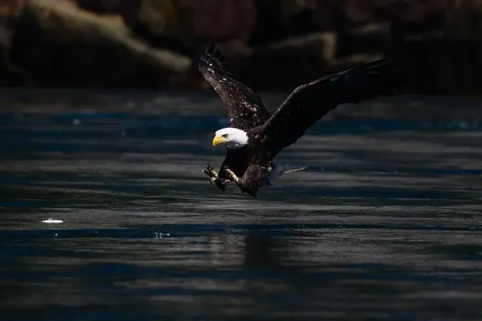 Framed Print : Bald Eagle (Haliaeetus leucocephalus) fishing for hake in Cambell river Vancouver Island British Columbia Framed Print : Bald Eagle (Haliaeetus leucocephalus) fishing for hake in Cambell river Vancouver Island British Columbia