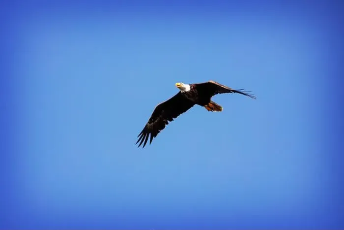 Framed Print : A Bald Eagle (Haliaeetus leucocephalus) in flight over the Florida Everglades National park Framed Print : A Bald Eagle (Haliaeetus leucocephalus) in flight over the Florida Everglades National park