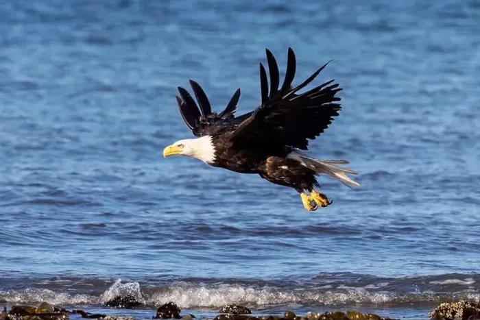 Framed Print : Bald eagle (Haliaeetus leucocephalus) at Kachemak Bay - Homer, Alaska Framed Print : Bald eagle (Haliaeetus leucocephalus) at Kachemak Bay - Homer, Alaska