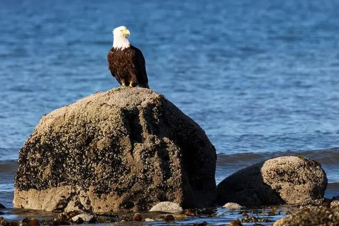 Framed Print : Bald eagle (Haliaeetus leucocephalus) at Kachemak Bay - Homer, Alaska Framed Print : Bald eagle (Haliaeetus leucocephalus) at Kachemak Bay - Homer, Alaska