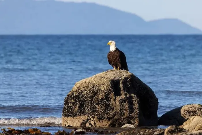 Framed Print : Bald eagle (Haliaeetus leucocephalus) at Kachemak Bay - Homer, Alaska Framed Print : Bald eagle (Haliaeetus leucocephalus) at Kachemak Bay - Homer, Alaska