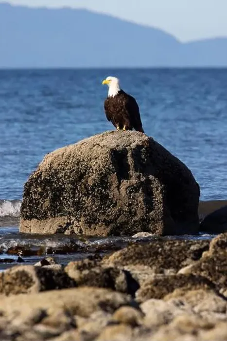 Framed Print : Bald eagle (Haliaeetus leucocephalus) at Kachemak Bay - Homer, Alaska Framed Print : Bald eagle (Haliaeetus leucocephalus) at Kachemak Bay - Homer, Alaska