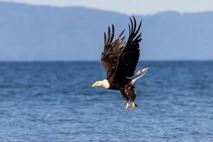 Framed Print : Bald eagle (Haliaeetus leucocephalus) at Kachemak Bay - Homer, Alaska Framed Print : Bald eagle (Haliaeetus leucocephalus) at Kachemak Bay - Homer, Alaska