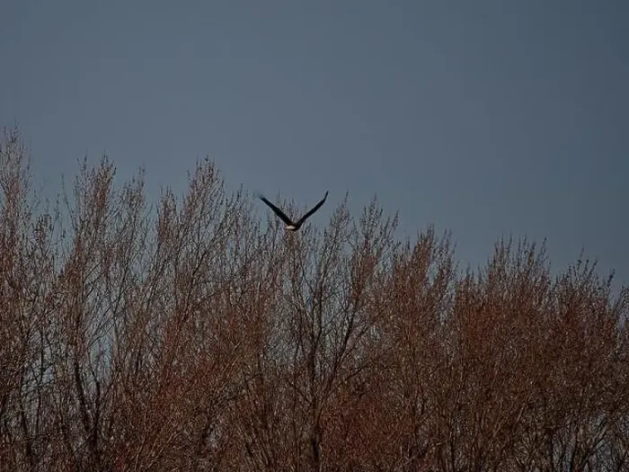 Framed Print : Bald Eagle migration through the Loess Bluffs National Wildlife Refuge in Holt County Missouri Framed Print : Bald Eagle migration through the Loess Bluffs National Wildlife Refuge in Holt County Missouri