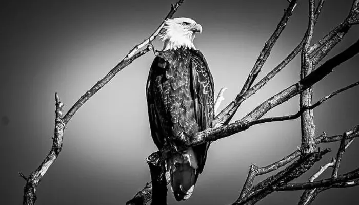Framed Print : Bald Eagle perched on a branch Framed Print : Bald Eagle perched on a branch