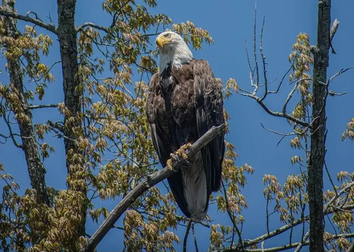Framed Print : bald eagle perched on a branch Framed Print : bald eagle perched on a branch