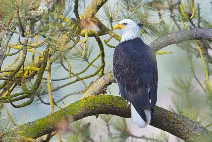 Framed Print : A bald eagle is perched on a branch in a pine tree in north Idaho Framed Print : A bald eagle is perched on a branch in a pine tree in north Idaho