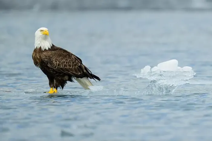 Framed Print : Bald eagle perched on floating ice in Kenai Fjords Alaska Framed Print : Bald eagle perched on floating ice in Kenai Fjords Alaska