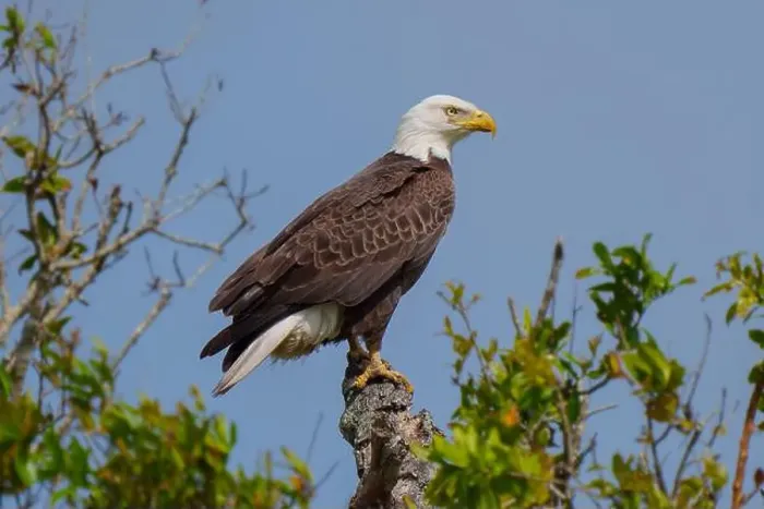 Framed Print : Bald Eagle perched on a tree branch Framed Print : Bald Eagle perched on a tree branch