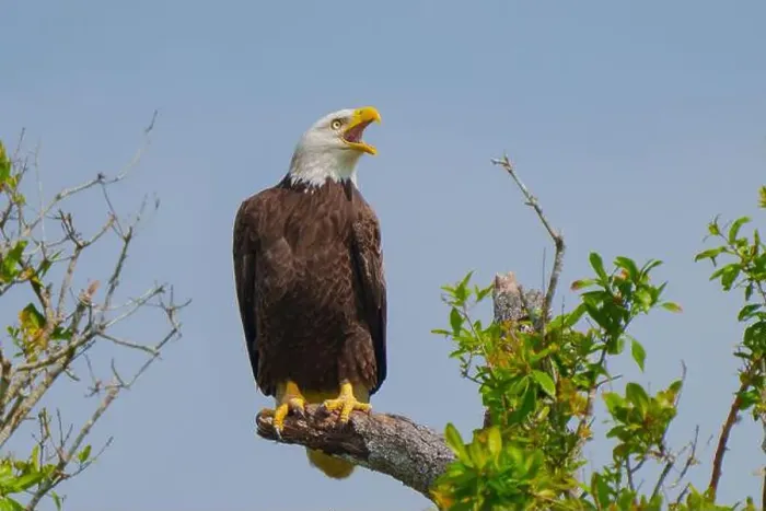 Framed Print : Bald Eagle perched on a tree branch Framed Print : Bald Eagle perched on a tree branch
