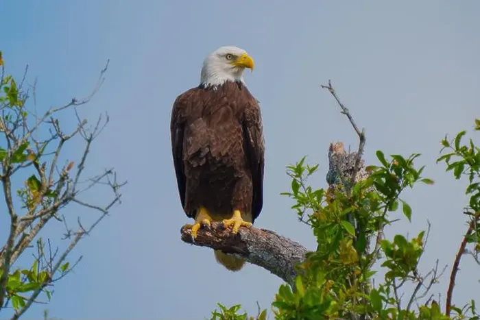 Framed Print : Bald Eagle perched on a tree branch Framed Print : Bald Eagle perched on a tree branch