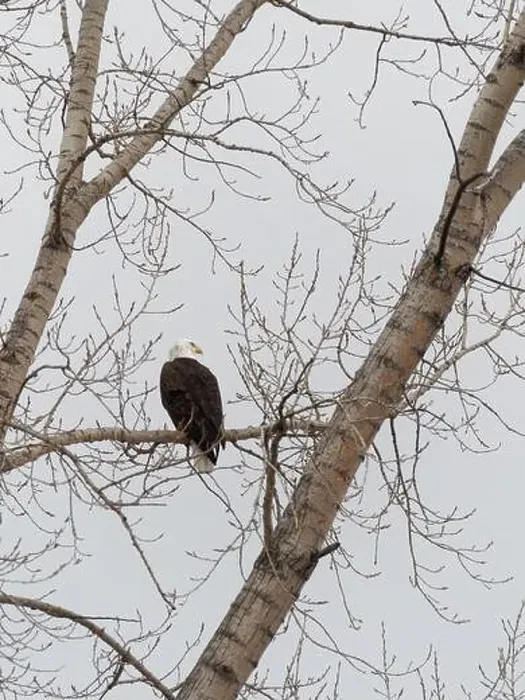 Framed Print : Bald eagle perched on a tree branch, Quebec, Canada