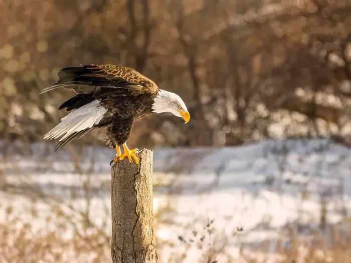 Framed Print : A bald eagle perches on a dead tree in Southern Ontario, Canada Framed Print : A bald eagle perches on a dead tree in Southern Ontario, Canada