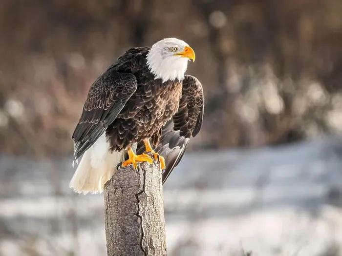 Framed Print : A bald eagle perches on a dead tree in Southern Ontario, Canada Framed Print : A bald eagle perches on a dead tree in Southern Ontario, Canada