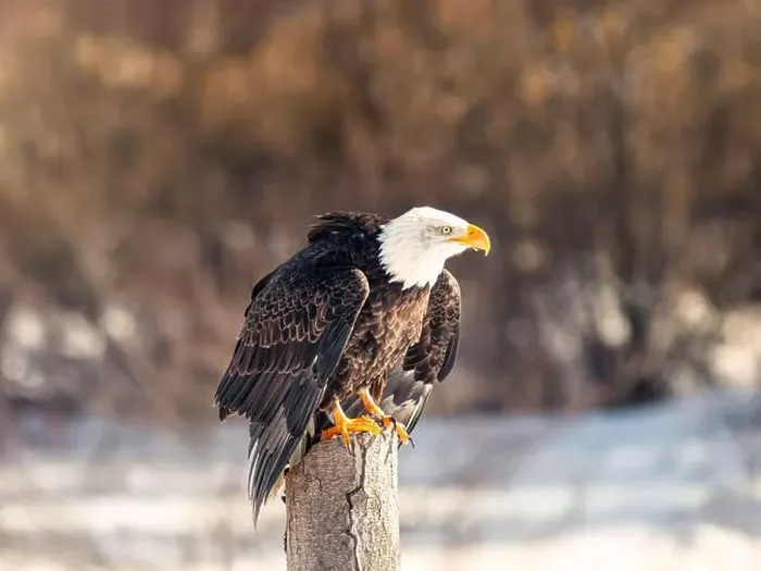 Framed Print : A bald eagle perches on a dead tree in Southern Ontario, Canada Framed Print : A bald eagle perches on a dead tree in Southern Ontario, Canada