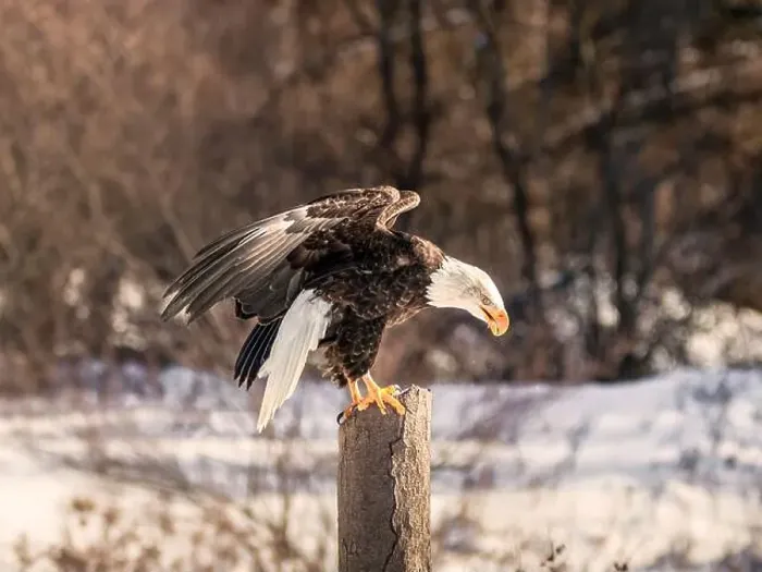 Framed Print : A bald eagle perches on a dead tree in Southern Ontario, Canada Framed Print : A bald eagle perches on a dead tree in Southern Ontario, Canada