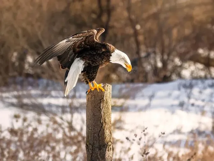 Framed Print : A bald eagle perches on a dead tree in Southern Ontario, Canada Framed Print : A bald eagle perches on a dead tree in Southern Ontario, Canada