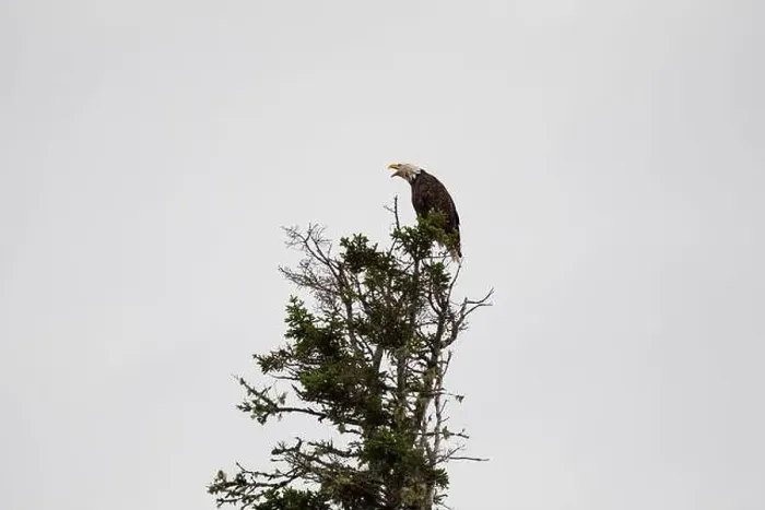 Framed Print : A bald eagle perching atop an evergreen tree in Cape Breton Highland National Park, Nova Scotia, Canada Framed Print : A bald eagle perching atop an evergreen tree in Cape Breton Highland National Park, Nova Scotia, Canada