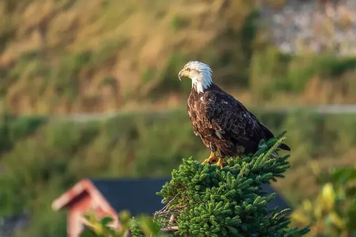 Framed Print : A bald eagle perching atop an evergreen tree in Cape Breton Highland National Park, Nova Scotia, Canada Framed Print : A bald eagle perching atop an evergreen tree in Cape Breton Highland National Park, Nova Scotia, Canada