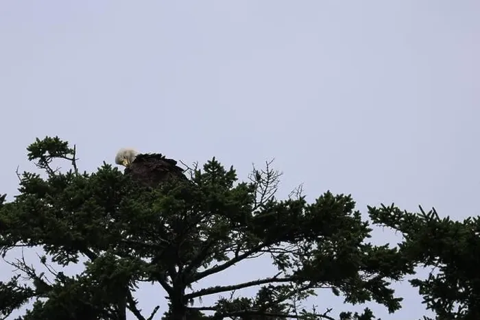 Framed Print : Bald Eagle roosting atop pine tree preening and looking for food Framed Print : Bald Eagle roosting atop pine tree preening and looking for food