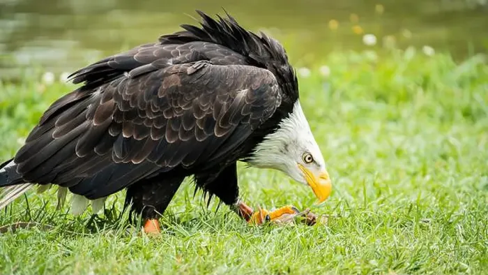 Framed Print : bald eagle showing off its prowess in a greenish and vivid setting Framed Print : bald eagle showing off its prowess in a greenish and vivid setting