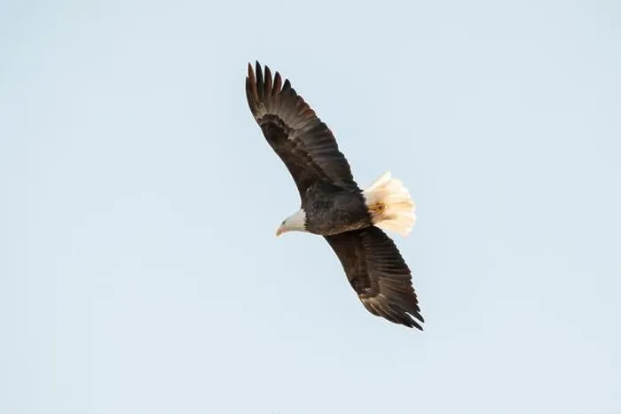 Framed Print : Bald eagle soaring from below, isolated against the blue sky on a January day in Iowa Framed Print : Bald eagle soaring from below, isolated against the blue sky on a January day in Iowa